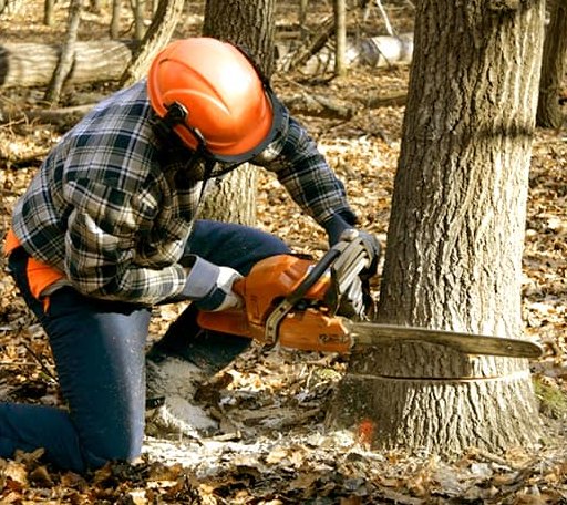 Tree Removal in Bridgeton, NC